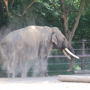 Elephant Trails - Asian Elephant - Spike