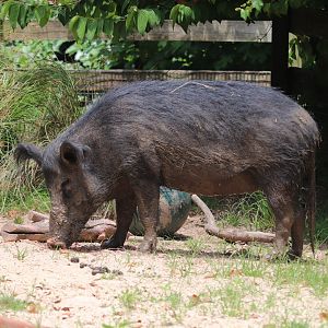 Kids Farm - Ossabaw Island Hog - Savannah