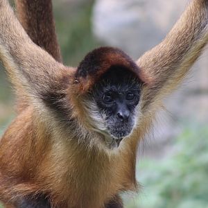 Geoffroy’s Spider Monkey