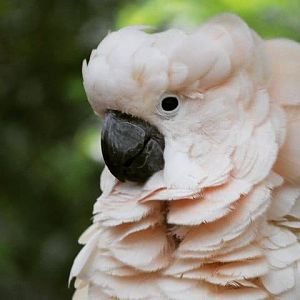 Salmon-crested Cockatoo