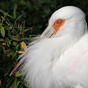 Maguari Stork