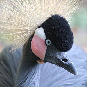 Black Crowned-crane