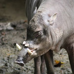 Sulawesi Babirusa