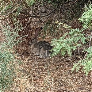 Black-tailed jackrabbit (Lepus californicus)