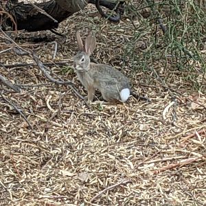 Desert cottontail (Sylvilagus audubonii)