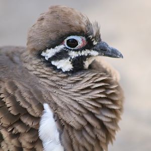 Squatter Pigeon