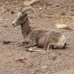 Desert bighorn sheep (Ovis canadensis nelsoni) ewe