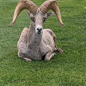 Desert bighorn sheep (Ovis canadensis nelsoni)