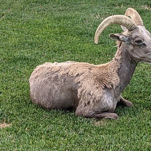 Desert bighorn sheep (Ovis canadensis nelsoni) ewe