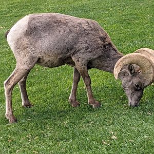 Desert bighorn sheep (Ovis canadensis nelsoni)