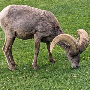 Desert bighorn sheep (Ovis canadensis nelsoni)
