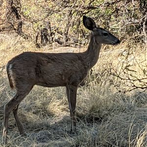 Coue's white tailed deer (Odocoileus virginanus couesi)