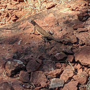 Zebra-tailed lizard (Callisaurus draconoides)