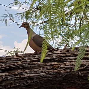 Mourning dove (Zenaida macroura)