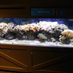 Discovery Zoo - Coral Tank - Sep. 2020