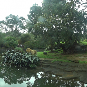 African Lion Enclosure (2020)