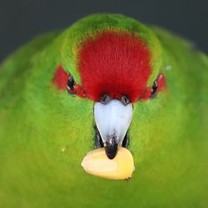 Red-fronted Parakeet