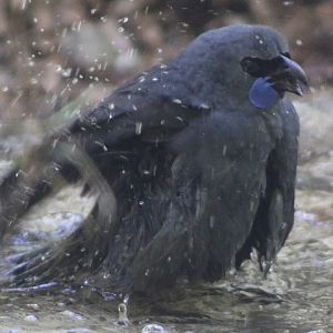 North Island Kokako