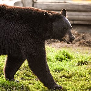 American black bear