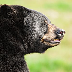American black bear