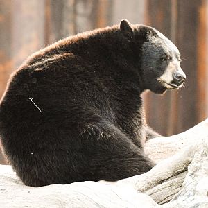 American black bear