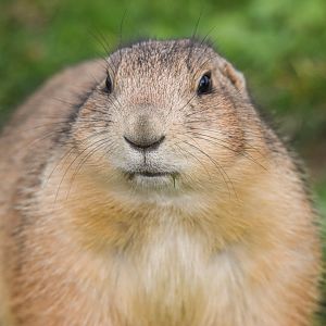 Black-tailed prairie dog