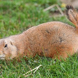 Black-tailed prairie dog