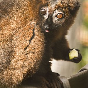 Red-bellied lemur