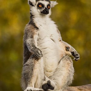 Ring-tailed lemur