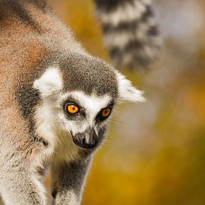 Ring-tailed lemur