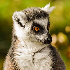 Ring-tailed lemur