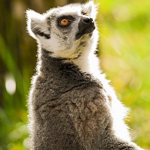 Ring-tailed lemur