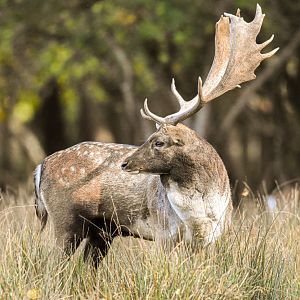 Common fallow deer