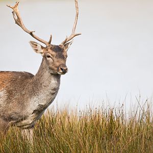 Common fallow deer