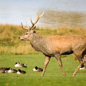 Central European red deer