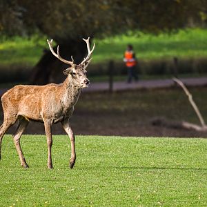 Central European red deer