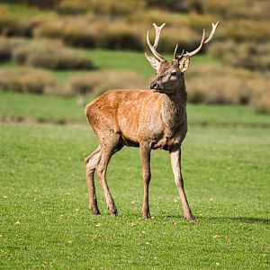 Central European red deer