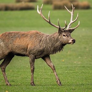 Central European red deer
