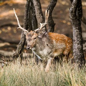 Common fallow deer