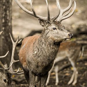 Central European red deer
