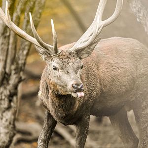 Central European red deer