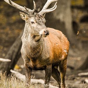 Central European red deer