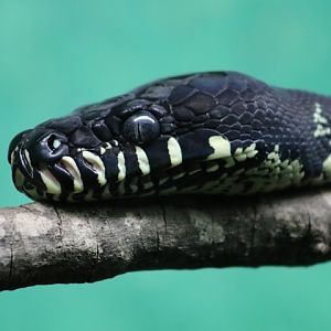 Black Python
