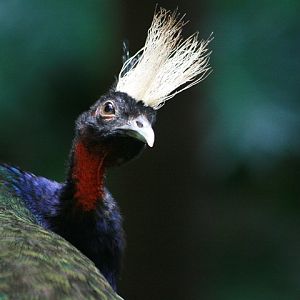 Congo Peafowl