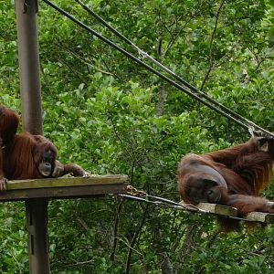 Bornean orangutans, July 2021