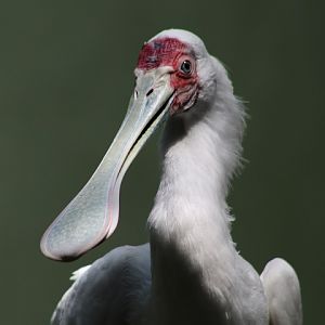 African Spoonbill