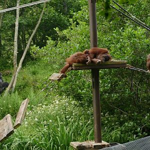Bornean orangutans and Western lowland gorilla, July 2021