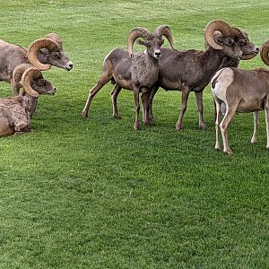 Desert bighorn sheep (Ovis canadensis nelsoni) herd