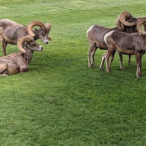 Desert bighorn sheep (Ovis canadensis nelsoni) herd
