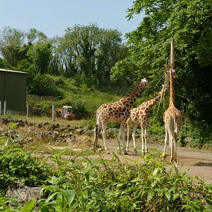 Rothschild's giraffes, July 2021